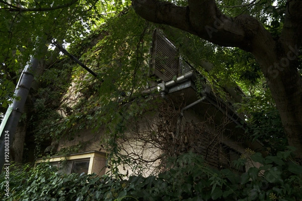Obraz 日本の古い外壁に蔦の絡まった家/二階建て/一軒家/老朽化した家/鬱蒼とした家