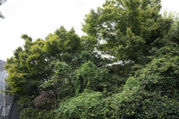 Obraz 日本の古い外壁に蔦の絡まった家/二階建て/一軒家/老朽化した家/鬱蒼とした家