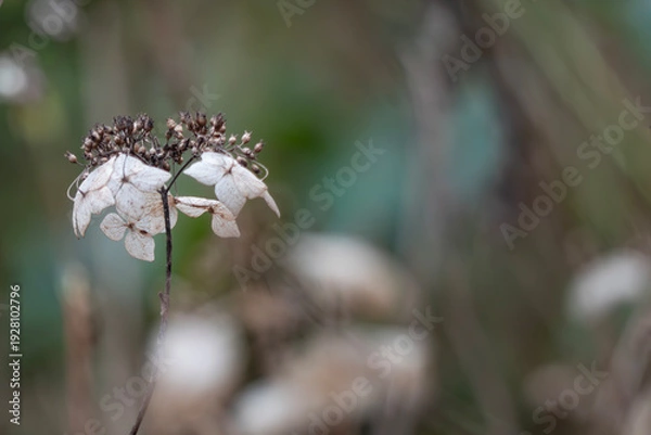 Obraz 冬のアジサイ　枯れる美しさ
