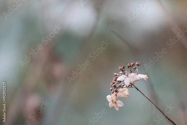 Obraz 冬のアジサイ　枯れる美しさ