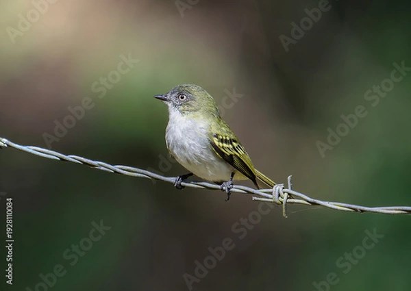 Obraz delicate bird perched on barbed wire