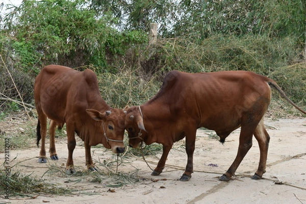 Obraz Closeup of two brown cows on a street in Hoi An in Vietnam, Asia