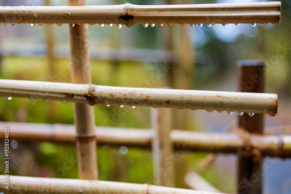 Obraz 雨に濡れた竹垣と滴る水滴