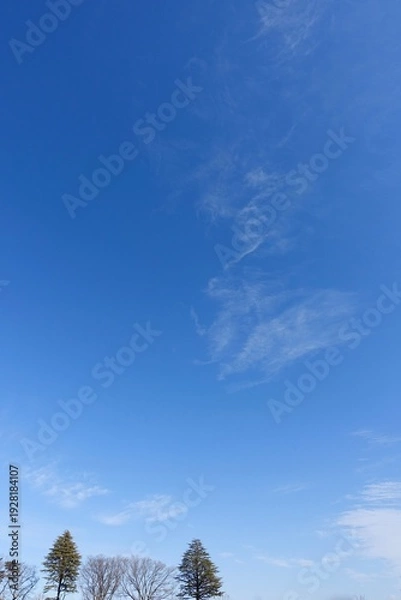 Obraz 冬の青空と冬の木々