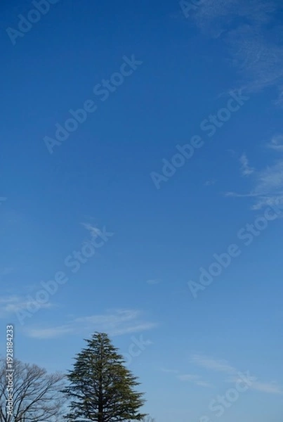 Obraz 冬の青空と冬の木々