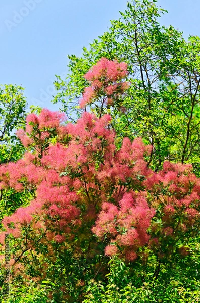 Obraz Cotinus tree inflorescence