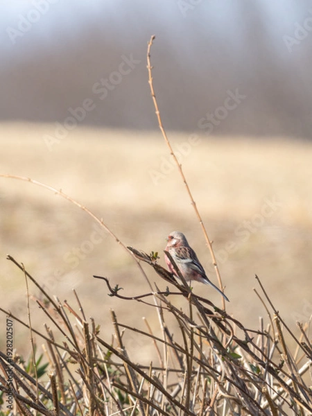 Obraz 木の周りのベニマシコ