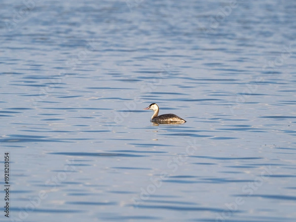 Obraz 泳ぐカンムリカイツブリ