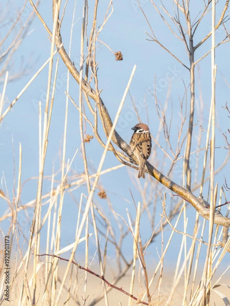 Obraz 木に止まるスズメ