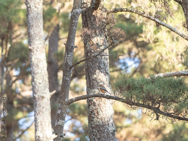 Obraz 森の中のヤマガラ