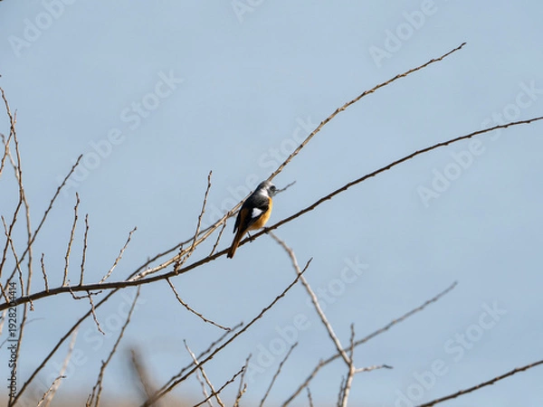 Obraz 冬の枝とジョウビタキ