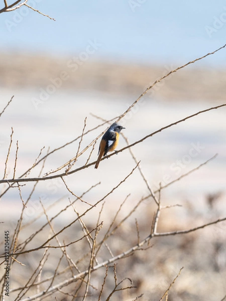 Obraz 冬の枝とジョウビタキ