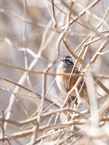 Obraz 木の中のホオジロ
