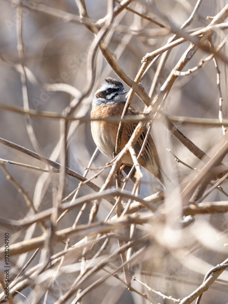 Obraz 木の中のホオジロ