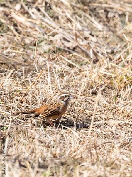 Obraz 地面に佇むホオジロ