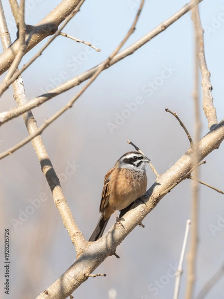 Obraz 木の中のホオジロ