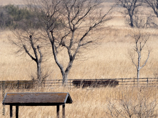 Obraz すすきと枯れ木