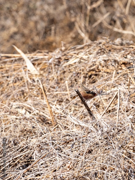 Obraz 枝に止まるベニマシコ