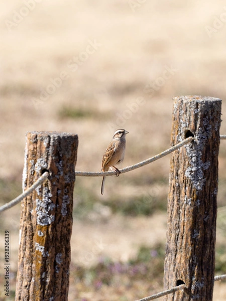 Obraz ちょこんとホオジロ