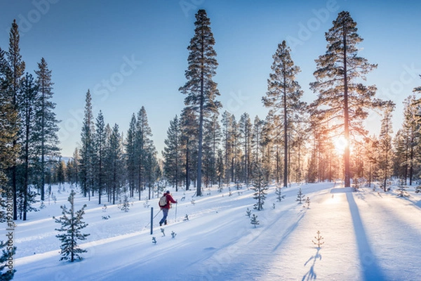 Fototapeta Narciarstwo biegowe w Winter Wonderland w Skandynawii o zachodzie słońca