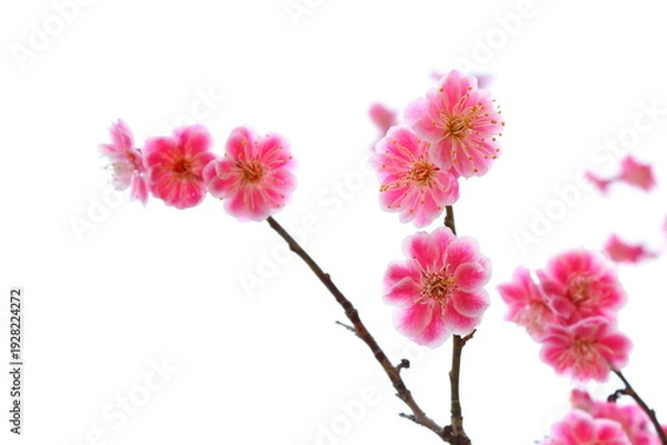 Obraz 八重咲きの紅梅　白背景