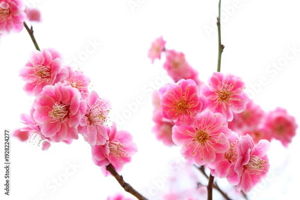 Obraz 八重咲きの紅梅　白背景