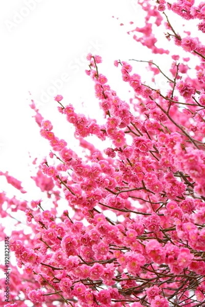 Obraz 満開の八重咲きの紅梅　白背景