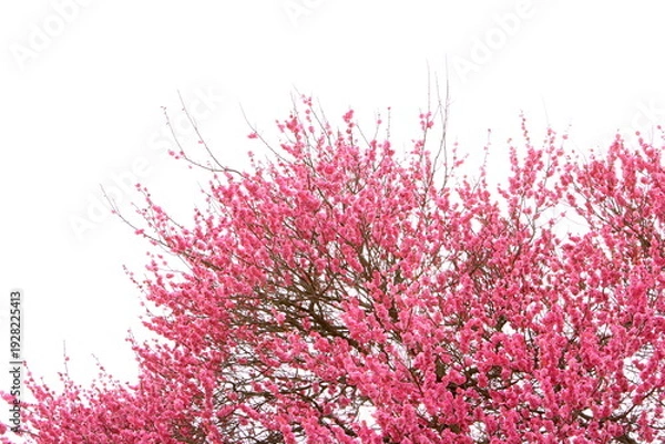 Obraz 満開の八重咲きの紅梅　白背景