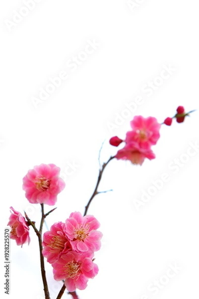 Obraz 八重咲きの紅梅　白背景