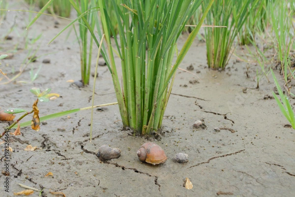 Fototapeta Snail pests in rice fields