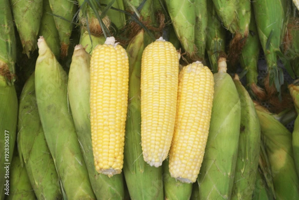 Obraz Many fresh yellow corn ears as background	