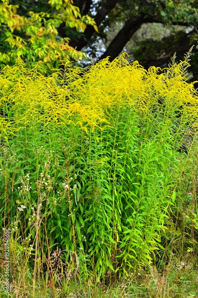 Obraz Goldenrod (Solidago canadensis)