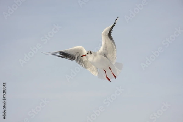 Obraz Möwe im Flug