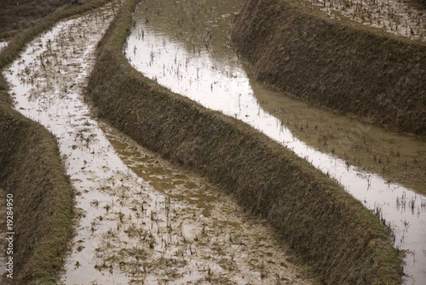 Obraz Terraced Fields, Sa Pa, Vietnam