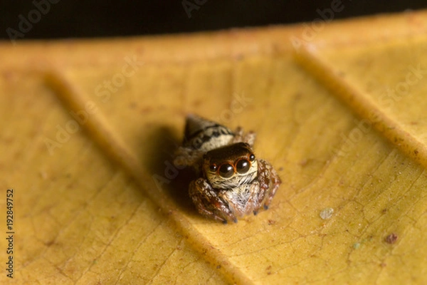 Obraz Macro jumping spider on yellow dry leaf