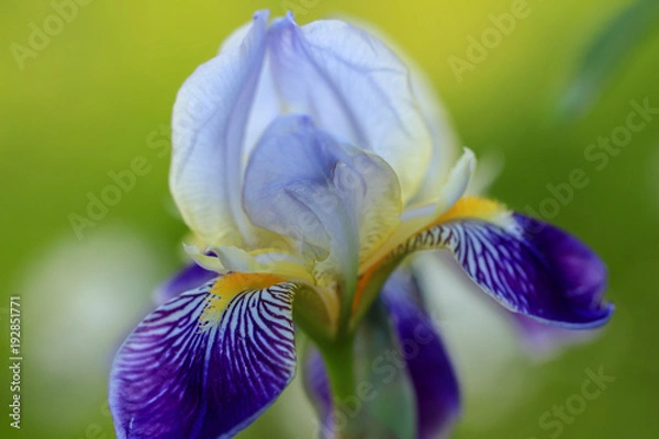 Fototapeta Blühende Iris mit grünem Hintergrund