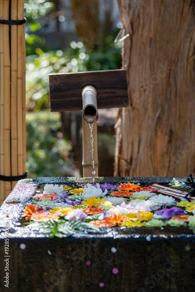 Obraz 江の島26223　常立寺15　花手水