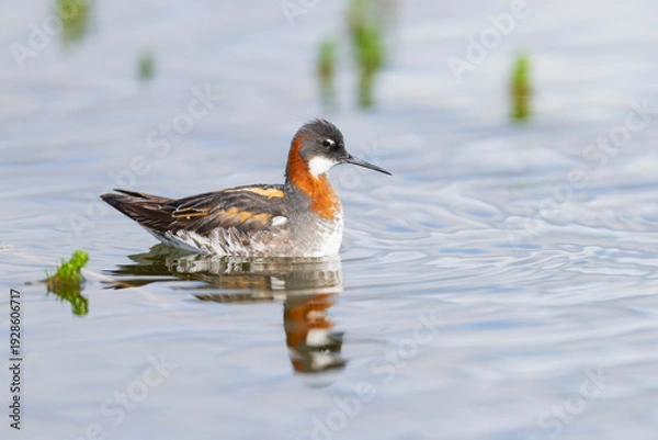 Obraz Red‑necked Phalarope (Phalaropus lobatus)