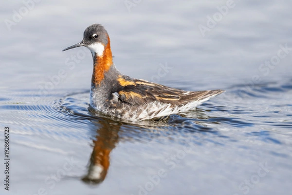Obraz Red‑necked Phalarope (Phalaropus lobatus)