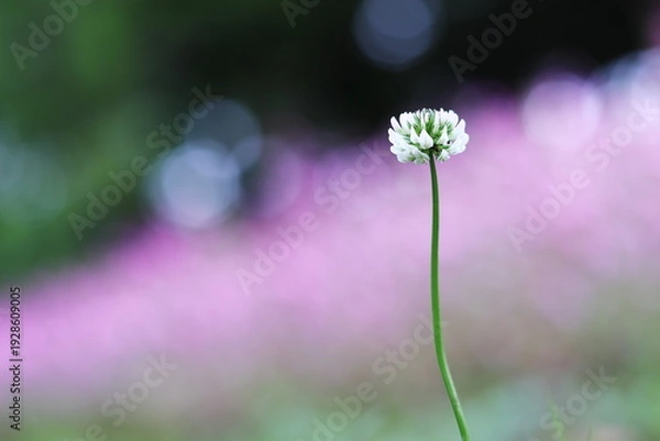 Obraz 初夏の風に輝くシロツメクサ