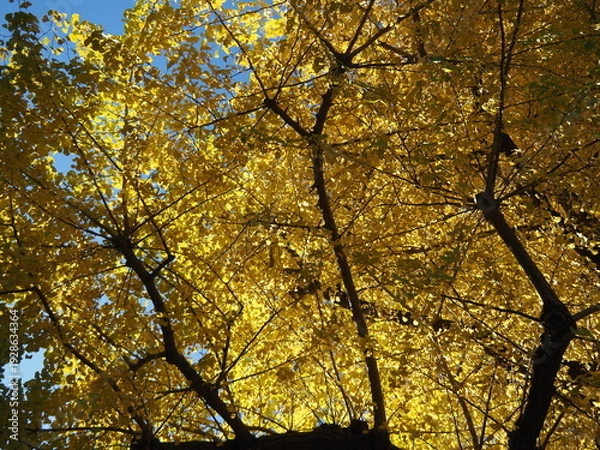 Obraz イチョウの紅葉