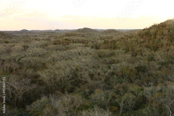 Obraz Landscape above canopy 
