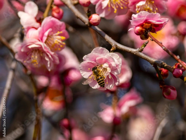Obraz 梅の花とミツバチ