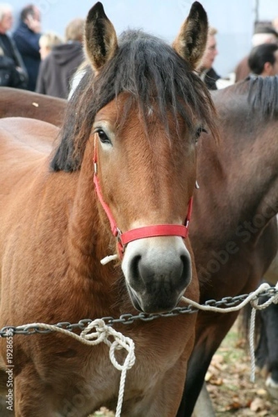 Fototapeta Pferdemarkt