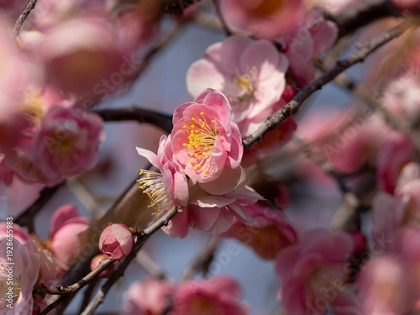Obraz 公園に咲くピンク色の梅の花