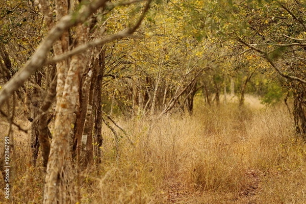 Fototapeta path with grass in atumn forest
