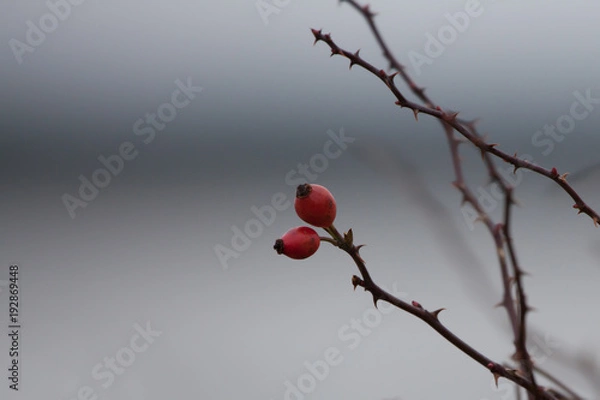 Fototapeta Winter Rose hip