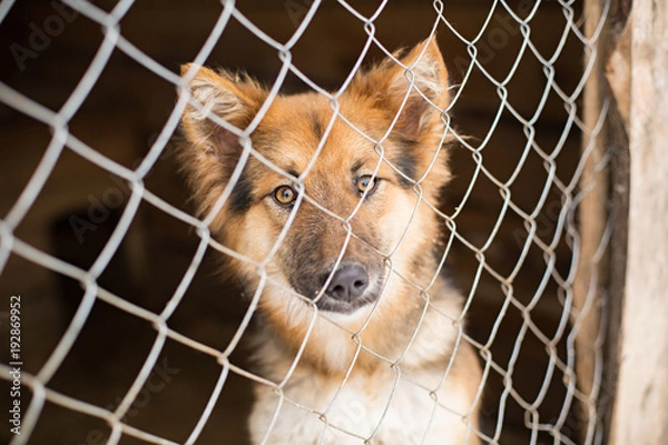 Fototapeta the homeless dog behind the bars looks with huge sad eyes with the hope of finding a home and a host