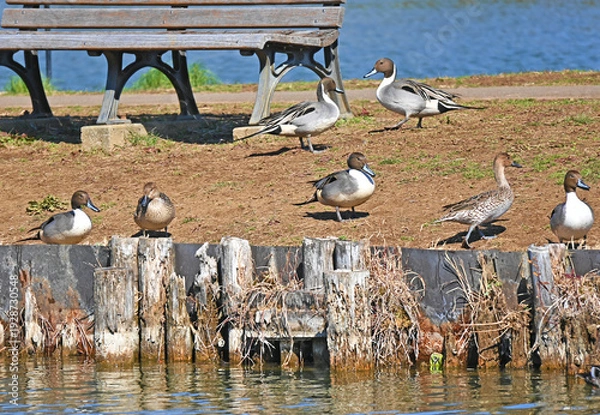 Obraz 陸上でくつろぐオナガガモの群れ