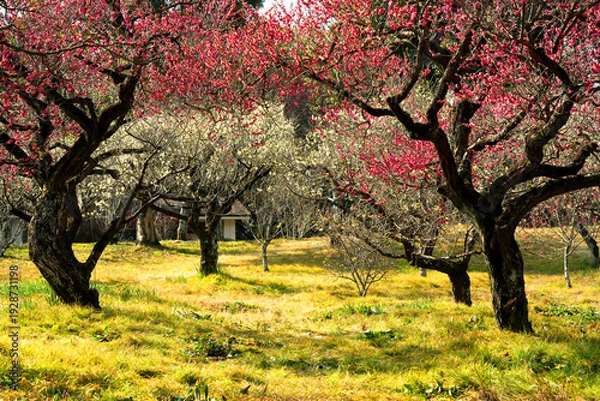 Obraz 青空に映える満開の紅白の梅の花